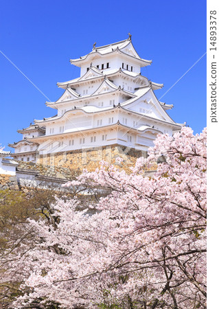 April Hyogo save and repair work completed Himeji Castle co-ordination Tenshi group and cherry blossoms 14893378