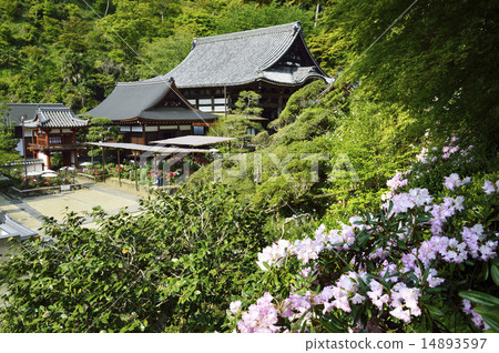Okaji Rhododendron Okaji Rhododendron 14893597