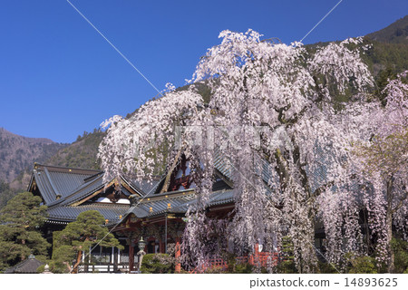 山的分枝櫻花 14893625