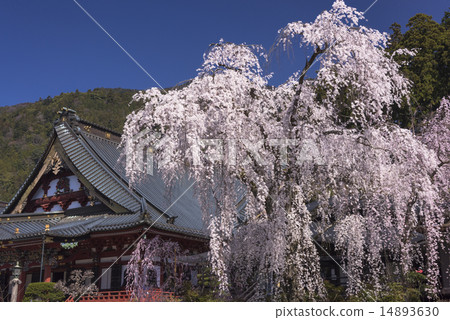 山的分枝櫻花 山的分枝櫻花 14893630