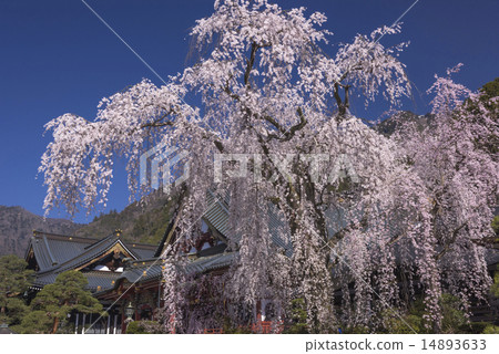 山的分枝櫻花 14893633