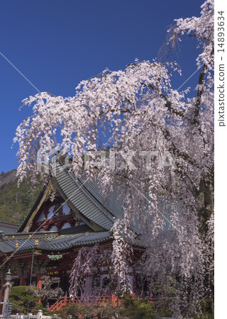 山的分枝櫻花 山的分枝櫻花 14893634