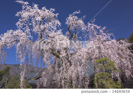 山的分枝櫻花 14893639