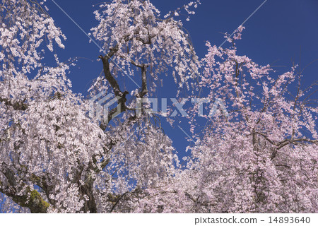 山的分枝櫻花 山的分枝櫻花 14893640