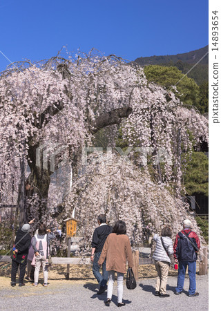 山的分枝櫻花 14893654
