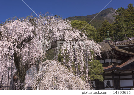 山的分枝櫻花 山的分枝櫻花 14893655