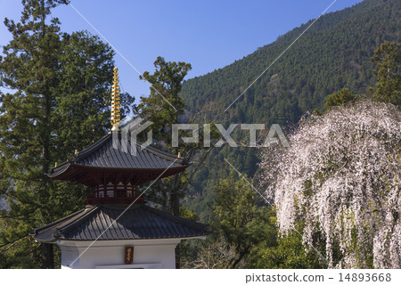 山的分枝櫻花 山的分枝櫻花 14893668