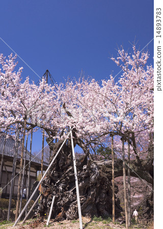 Sayaka Yamakuchi Sayaka Yamakuchi 14893783