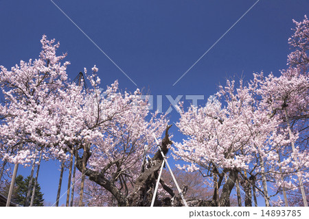 Sayaka Yamakuchi 14893785