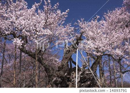 Sayaka Yamakuchi Sayaka Yamakuchi 14893791