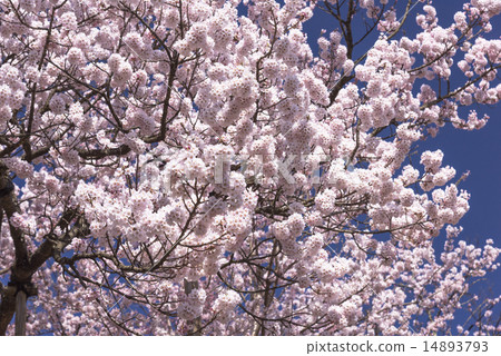 Sayaka Yamakuchi Sayaka Yamakuchi 14893793