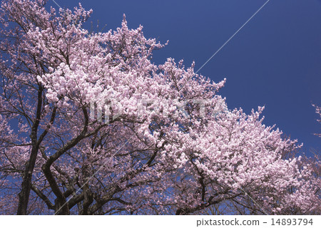 Sayaka Yamakuchi 14893794