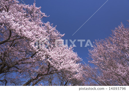 Sayaka Yamakuchi Sayaka Yamakuchi 14893796