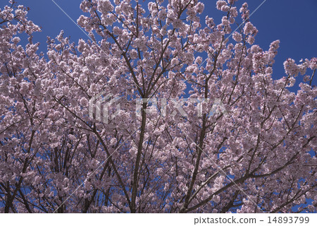 Sayaka Yamakuchi Sayaka Yamakuchi 14893799