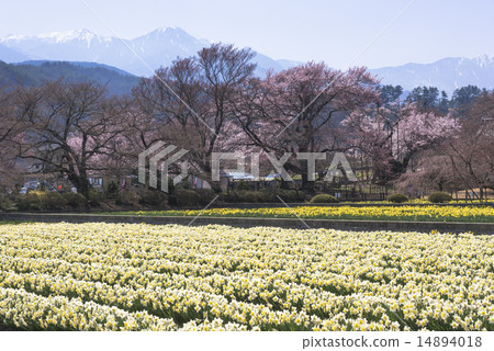 在北斗市的本莊寺內 14894018