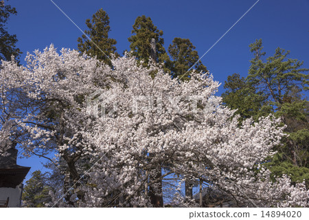甲州市Shurin寺 14894020