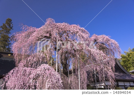 Tozakura at Jiyunji Temple Tozakura at Jiyunji Temple 14894034