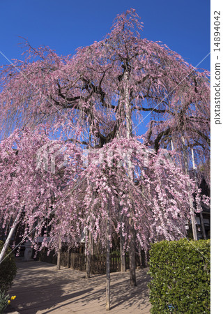 Tozakura at Jiyunji Temple 14894042