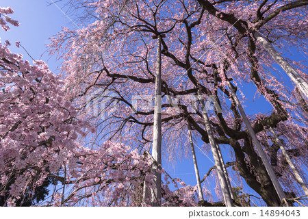 Tozakura at Jiyunji Temple 14894043