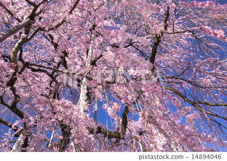 Tozakura at Jiyunji Temple Tozakura at Jiyunji Temple 14894046