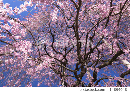 Tozakura at Jiyunji Temple Tozakura at Jiyunji Temple 14894048