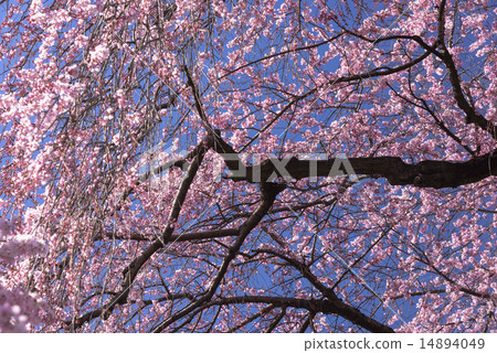 Tozakura at Jiyunji Temple 14894049