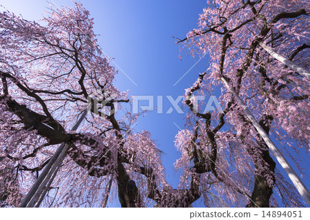Tozakura at Jiyunji Temple 14894051