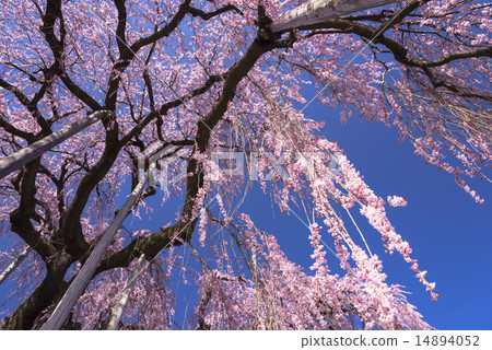 Tozakura at Jiyunji Temple Tozakura at Jiyunji Temple 14894052