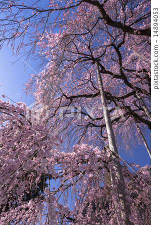 Tozakura at Jiyunji Temple Tozakura at Jiyunji Temple 14894053