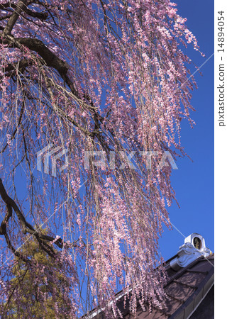 Tozakura at Jiyunji Temple 14894054