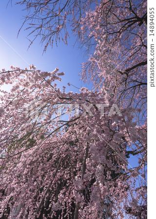 Tozakura at Jiyunji Temple Tozakura at Jiyunji Temple 14894055