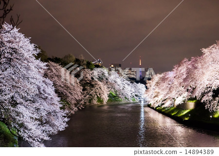 Chidorigafuchi cherry light up 14894389