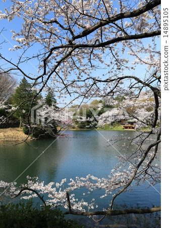 Mitsuike櫻桃樹 14895105