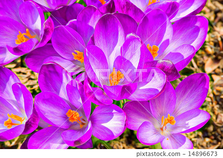 flowers in garden crocus abstract painting effect 14896673