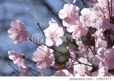 Flower of Akayashio Flower of Akayashio 14897477
