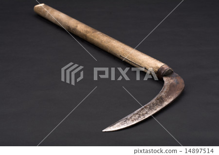 Small scytra with black back Small scytra with black back 14897514