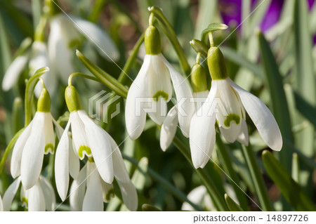 Snowdrop bloom in springtime Snowdrop bloom in springtime 14897726