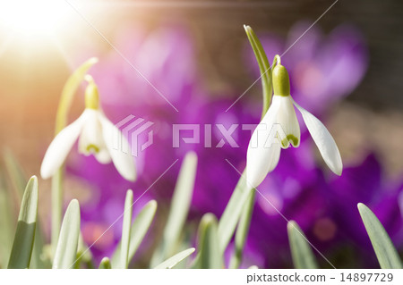 Snowdrop bloom in springtime with sunlight Snowdrop bloom in springtime with sunlight 14897729