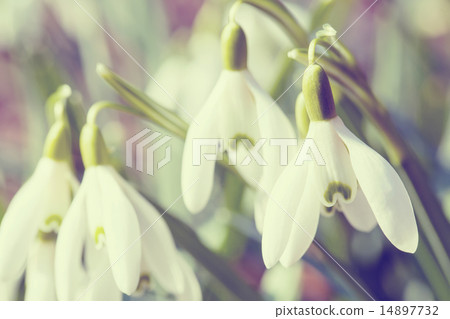 Snowdrop bloom in springtime in abstract colors Snowdrop bloom in springtime in abstract colors 14897732