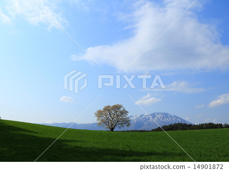 Ikko櫻桃樹 14901872