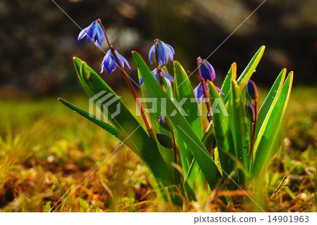 small spring flowers 14901963