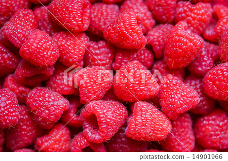 Closeup of fresh picked raspberries 14901966