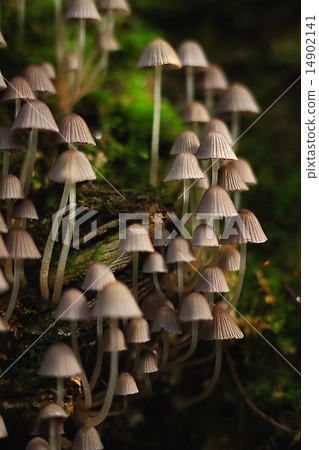 small toadstool mushrooms 14902141