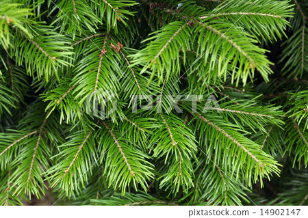 圖庫照片: fir tree branches texture