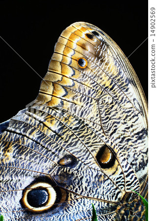 Detailed macro of butterfly wing 14902569