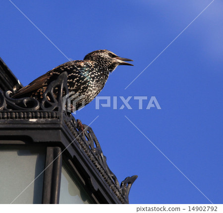 a little bird 14902792