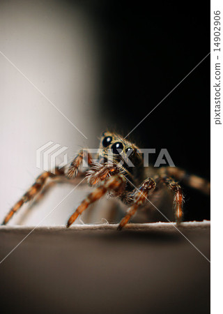 small beetle macro small beetle macro 14902906