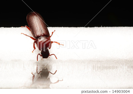 small beetle macro small beetle macro 14903004