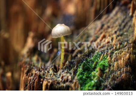 tiny mushrooms toadstools 14903013