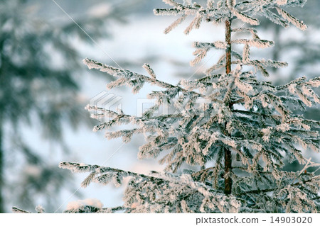cold winter forest landscape snow cold winter forest landscape snow 14903020